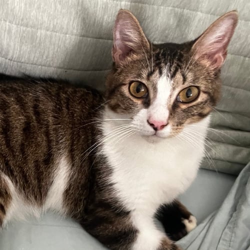 DANNY #LOVABLE-SCAMP - Tabby / Domestic Short Hair available for adoption