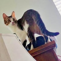 Danny #lovable-scamp - Photo 4
