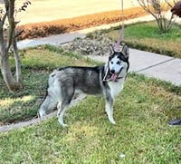 Xena #blue-eyed-beauty - Photo 5