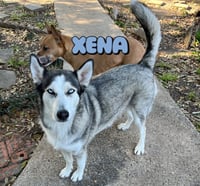 Xena #blue-eyed-beauty - Photo 7