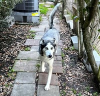 Xena #blue-eyed-beauty - Photo 3