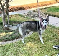 Xena #blue-eyed-beauty - Photo 4