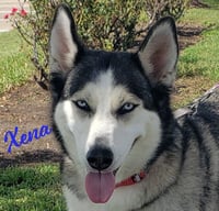 Xena #blue-eyed-beauty - Photo 1
