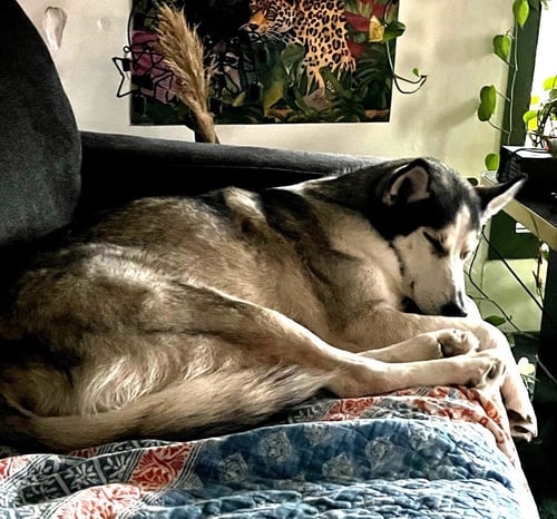XENA #BLUE-EYED-BEAUTY - Siberian Husky available for adoption