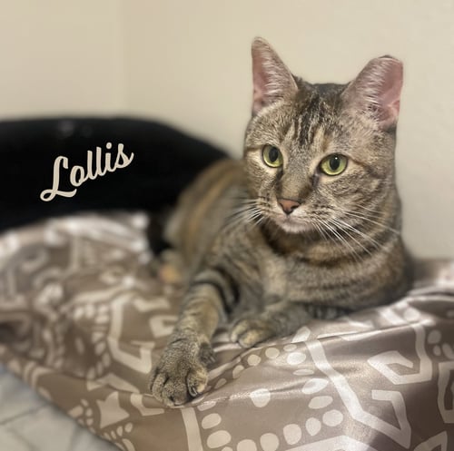 LOLLIS #GREAT-PLAYMATE-FOR-KIDS - Torbie / Domestic Short Hair available for adoption