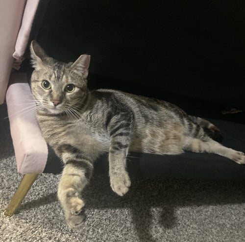 LOLLIS #GREAT-PLAYMATE-FOR-KIDS - Torbie / Domestic Short Hair available for adoption