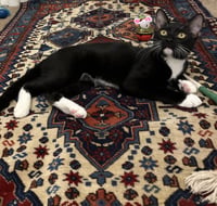 Wellesley #magnificent-7-litter - Photo 3