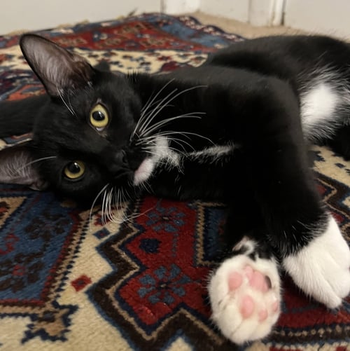 WELLESLEY #MAGNIFICENT-7-LITTER - Tuxedo / American Shorthair available for adoption