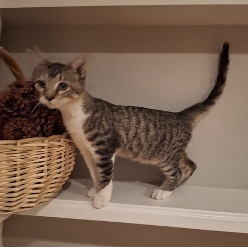 Q-BALL #THE-SPEEDSTER - Tabby available for adoption