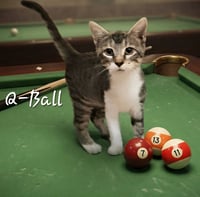 Q-Ball #the-speedster - Photo 1