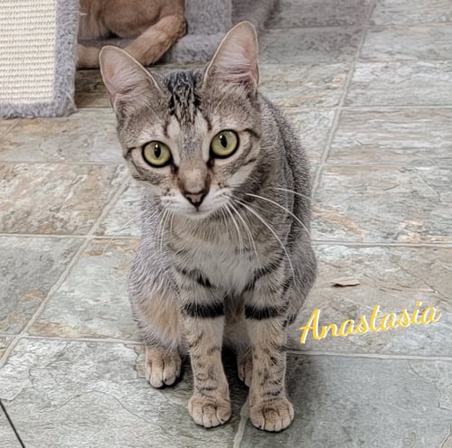 ANASTASIA #FAIRY-TALE-PRINCESS - Tabby / American Shorthair available for adoption