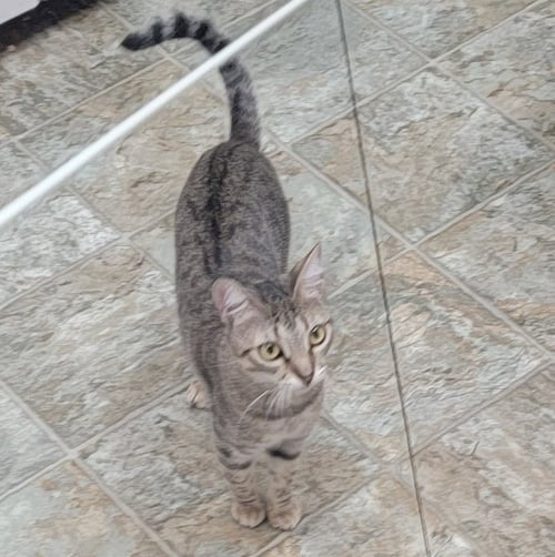 ANASTASIA #FAIRY-TALE-PRINCESS - Tabby / American Shorthair available for adoption