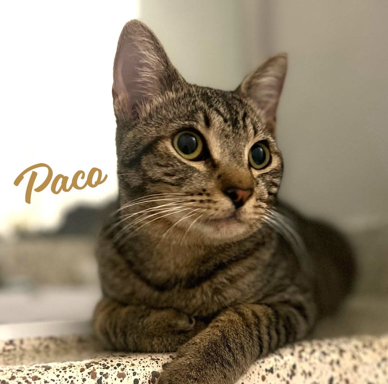 Paco #bold-adventurer Image