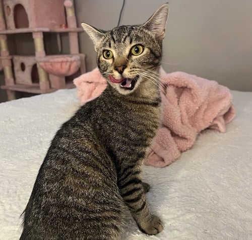 PACO #BOLD-ADVENTURER - Tabby / Domestic Short Hair available for adoption