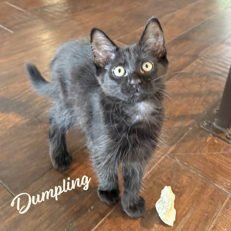 Dumpling #brother-of-Tini Image