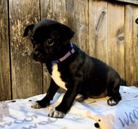 Lili #plush-toy-litter - Photo 2