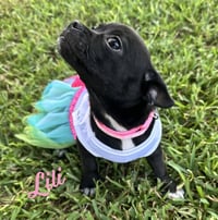 Lili #plush-toy-litter - Photo 1