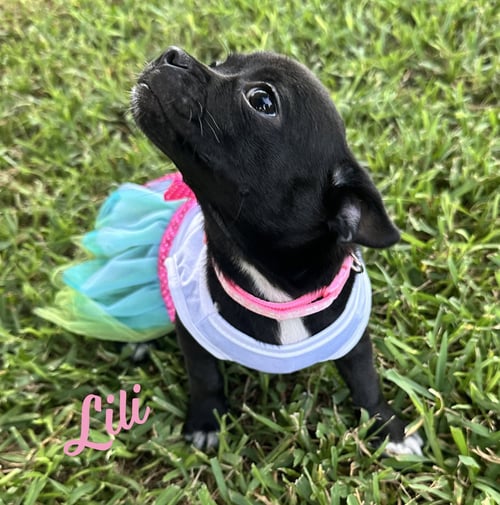 LILI #PLUSH-TOY-LITTER - Jack Russell Terrier / Chihuahua for adoption in Houston