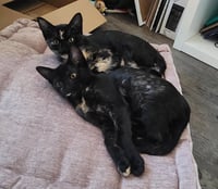 Florence & Frida #bonded-sisters - Photo 2