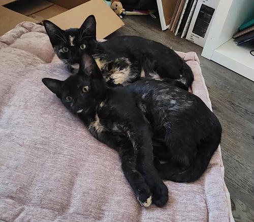 FLORENCE & FRIDA #BONDED-SISTERS - Tortoiseshell / Domestic Short Hair available for adoption