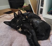 Florence & Frida #bonded-sisters - Photo 4