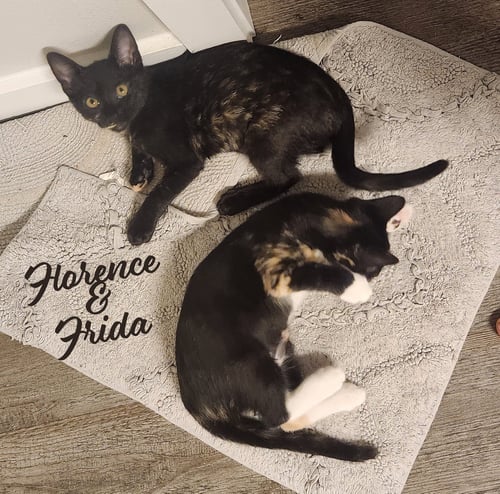 FLORENCE & FRIDA #BONDED-SISTERS - Tortoiseshell / Domestic Short Hair available for adoption