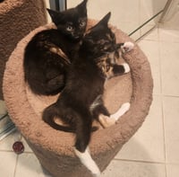 Florence & Frida #bonded-sisters - Photo 3