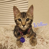 Willow #attic-bunch - Photo 1