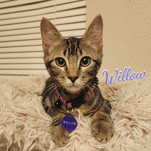 WILLOW #ATTIC-BUNCH - Tabby / Domestic Short Hair available for adoption