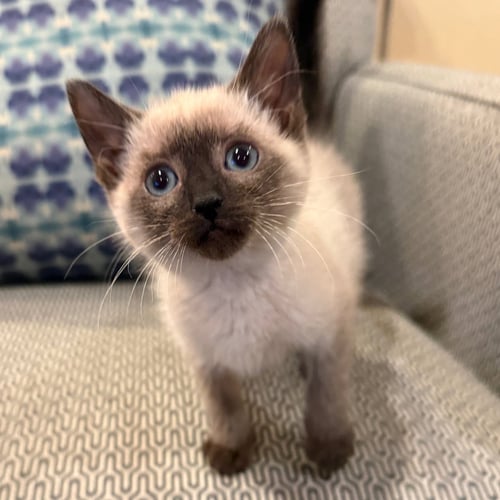SAPPHIRE #GEMSTONE-TRIO - Siamese / Domestic Short Hair available for adoption