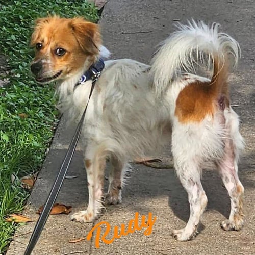 RUDY #LOVE-MAGNET - Cavalier King Charles Spaniel / Shetland Sheepdog Sheltie for adoption in Houston