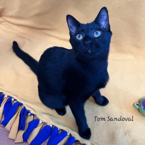 TOM SANDOVAL #PLAYS-IPAD-GAMES - Bombay / Domestic Short Hair available for adoption