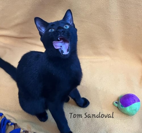 TOM SANDOVAL #PLAYS-IPAD-GAMES - Bombay / Domestic Short Hair available for adoption