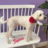Sophie #bonded-to-Rubi - Photo 1
