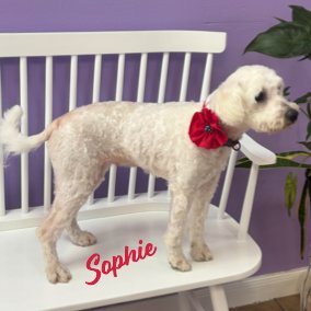 SOPHIE #BONDED-TO-RUBI - Poodle (Miniature) for adoption in Houston