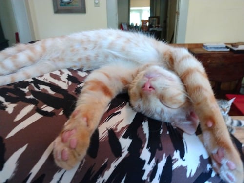 TANGO #BESTIE-OF-LITTLE-BOBBIE - Tabby / Domestic Short Hair available for adoption
