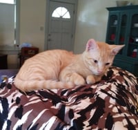 Tango #bestie-of-Little-Bobbie - Photo 5