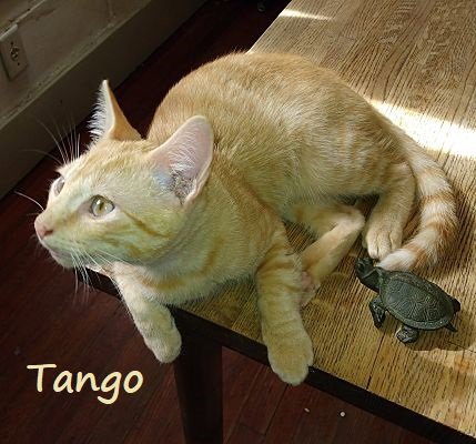Tango #bestie-of-Little-Bobbie Image