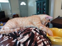 Tango #bestie-of-Little-Bobbie - Photo 3