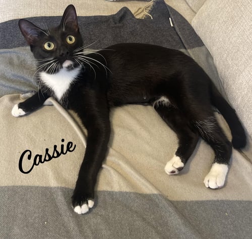CASSIE #IT-TAKES-A-VILLAGE-MOMMA - Tuxedo / Domestic Short Hair available for adoption