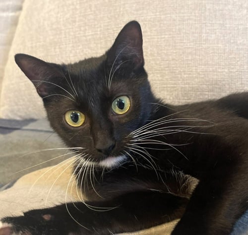 CASSIE #IT-TAKES-A-VILLAGE-MOMMA - Tuxedo / Domestic Short Hair available for adoption