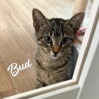 Bud #tabby-brigade - Photo 1
