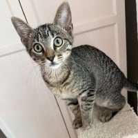 Bud #tabby-brigade - Photo 2