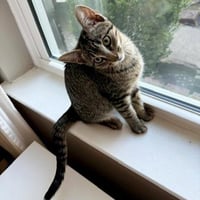 Bud #tabby-brigade - Photo 3
