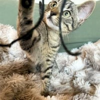 Bud #tabby-brigade - Photo 4