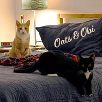Oats & Obi #bonded-brothers - Photo 1