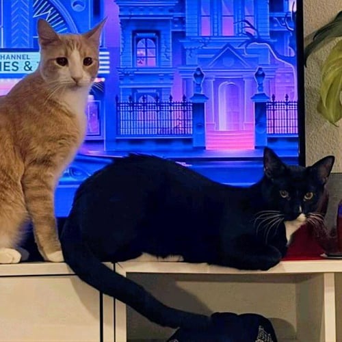 OATS & OBI #BONDED-BROTHERS - Tuxedo / Tabby available for adoption