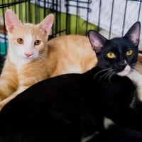 Oats & Obi #bonded-brothers - Photo 3