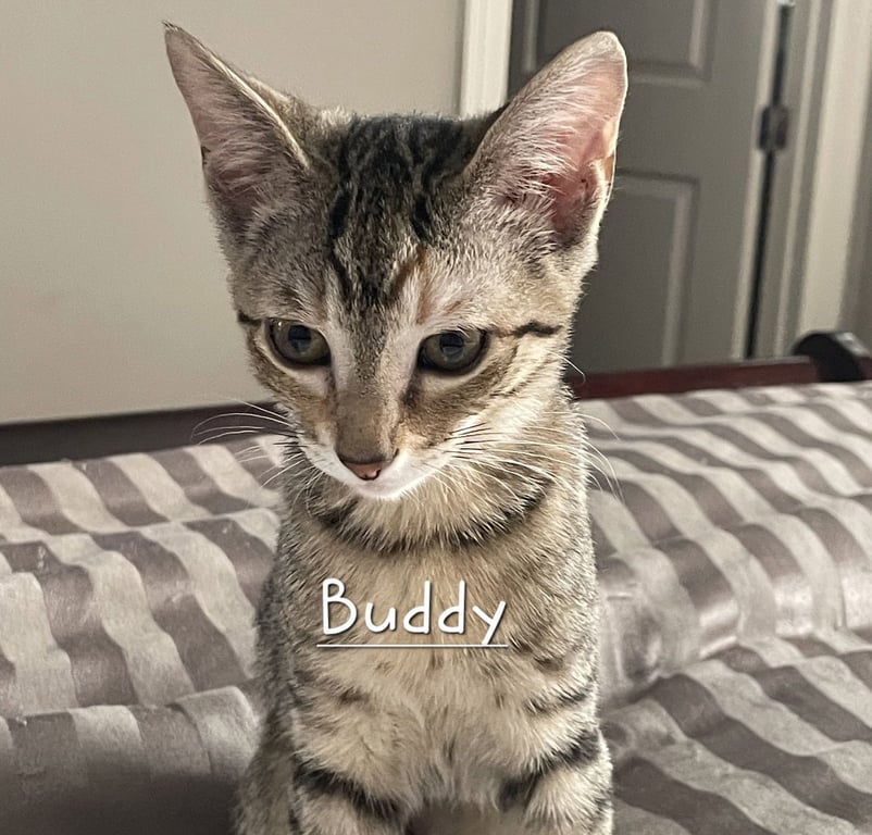 Buddy #litter-of-10 Image