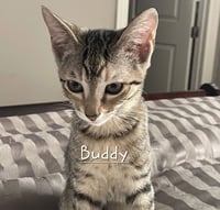 Buddy #litter-of-10 - Photo 1